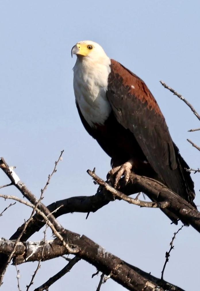 African fish eagle perched on a branch