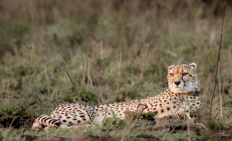 Cheetah resting in the grass