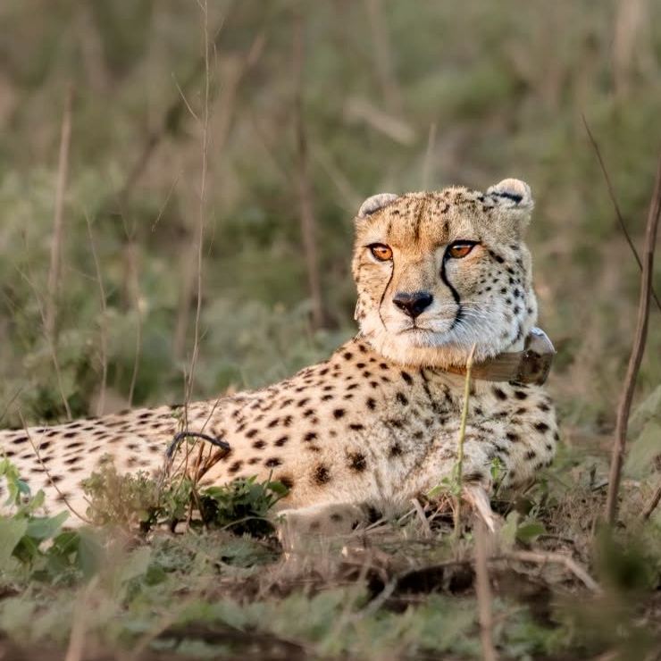 Cheetah resting in the grass in Royal Jozini Private Game Reserve