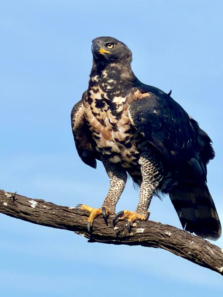 Eagle perched on a branch against a blue sky