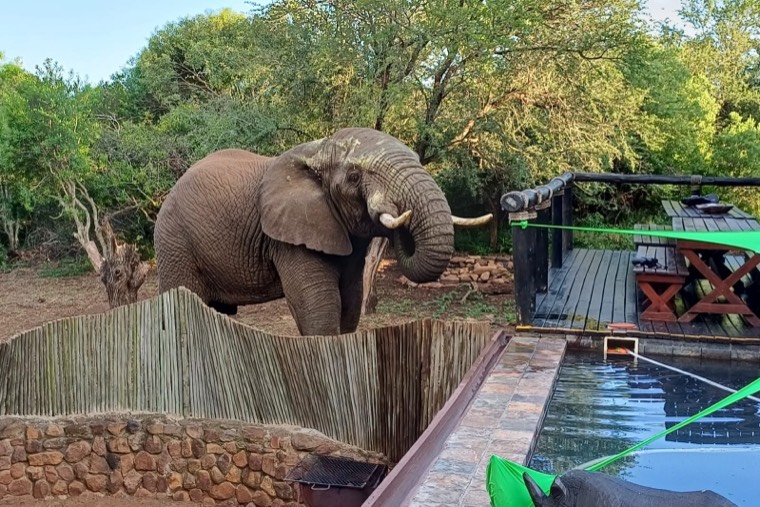 Elephant visiting the lodge pool