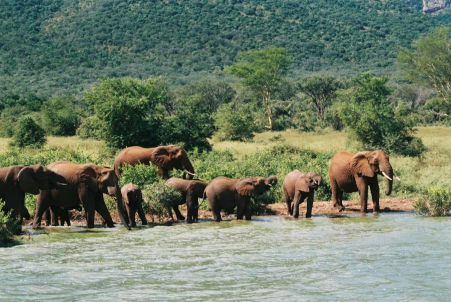 Elephant herd drinking at Lake Jozini
