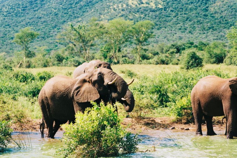 Elephants drinking at the water's edge below green hills