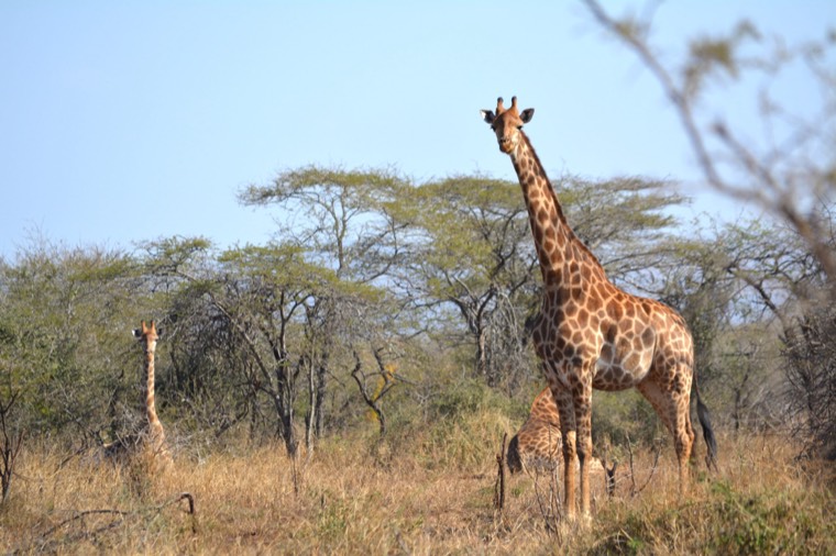 Giraffe among acacia trees