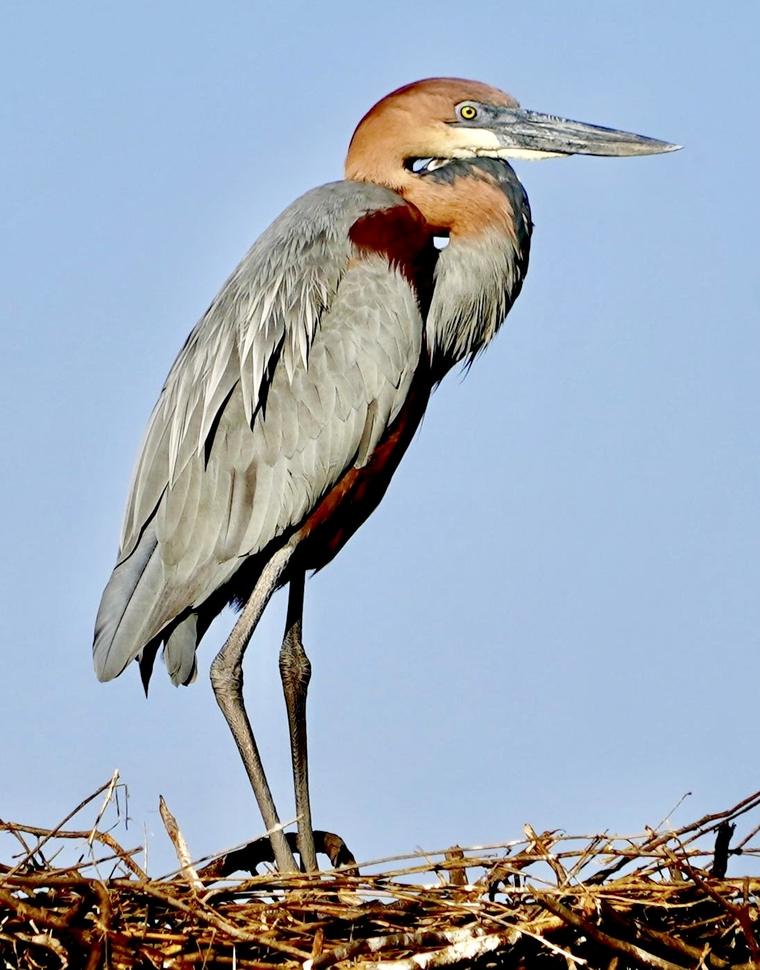 Goliath heron standing on its nest