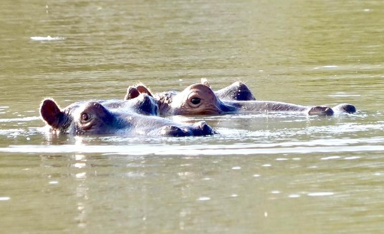 Two hippos in Lake Jozini