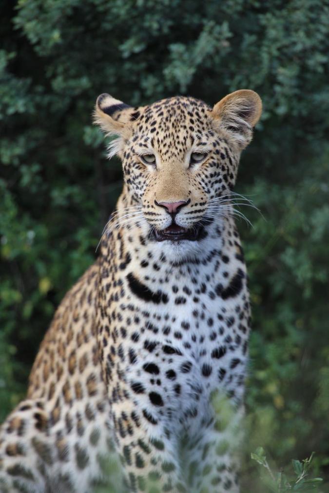 Leopard in Royal Jozini Private Game Reserve