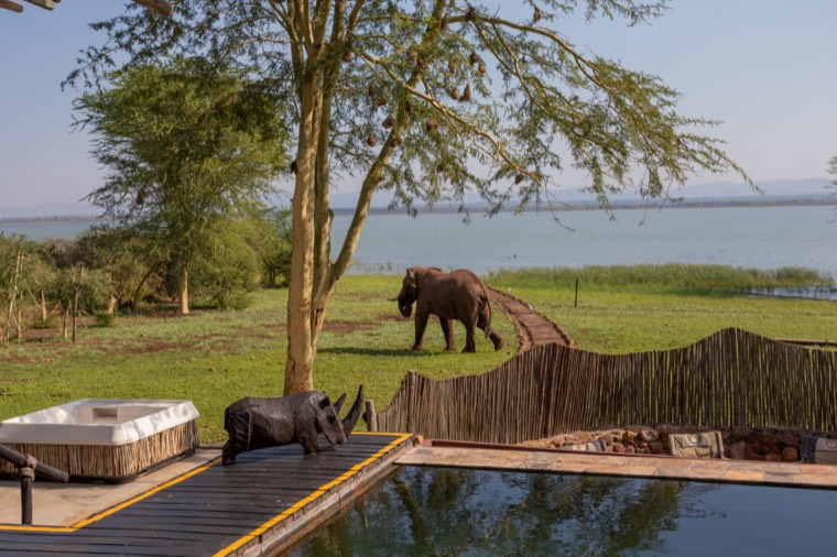 Elephant beside the infinity pool with the lake behind