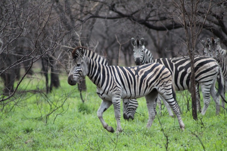 Zebra in Royal Jozini Private Game Reserve