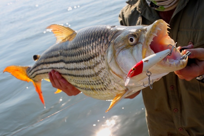 zambia-upper-zambezi-tiger-fishing-large-fish